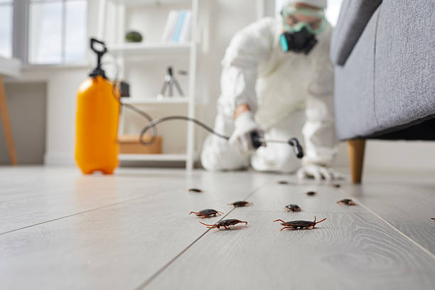 Commercial Kitchen Cockroach Control in El Cenizo